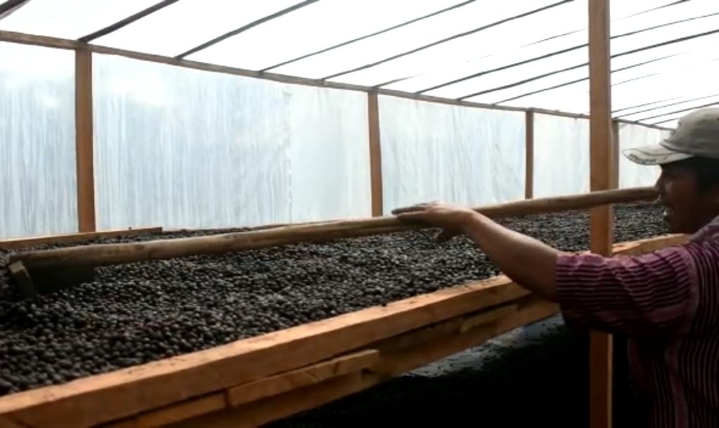 WALHI TINGKATKAN KUALITAS KOPI DESA TERPENCIL