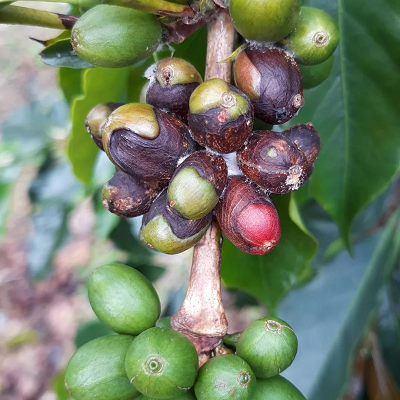 Penyakit Kopi
